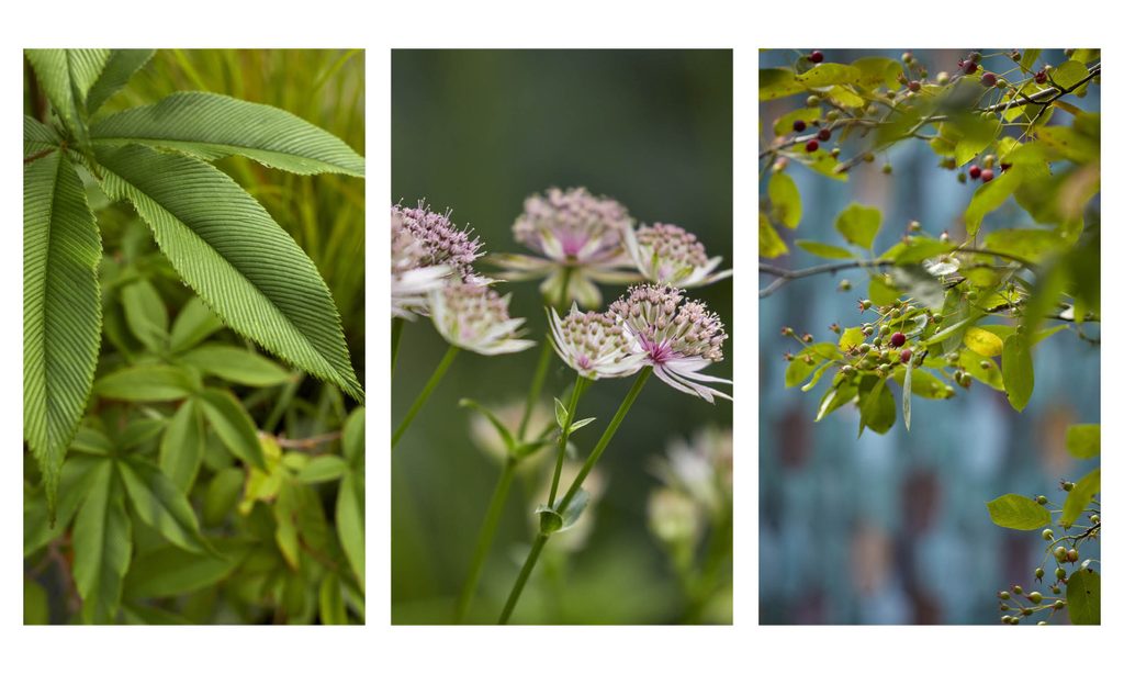 New House, New Garden — garden by Shoots & Leaves, photograph 7