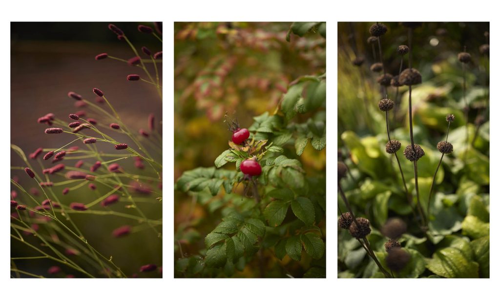 New Beginnings: Church Barn in Autumn — garden by Shoots & Leaves, photograph 16
