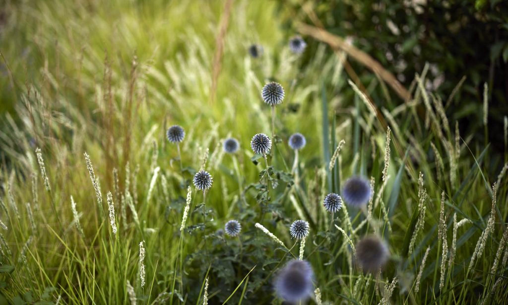 New beginnings: Church Barn in Summer — garden by Shoots & Leaves, photograph 7