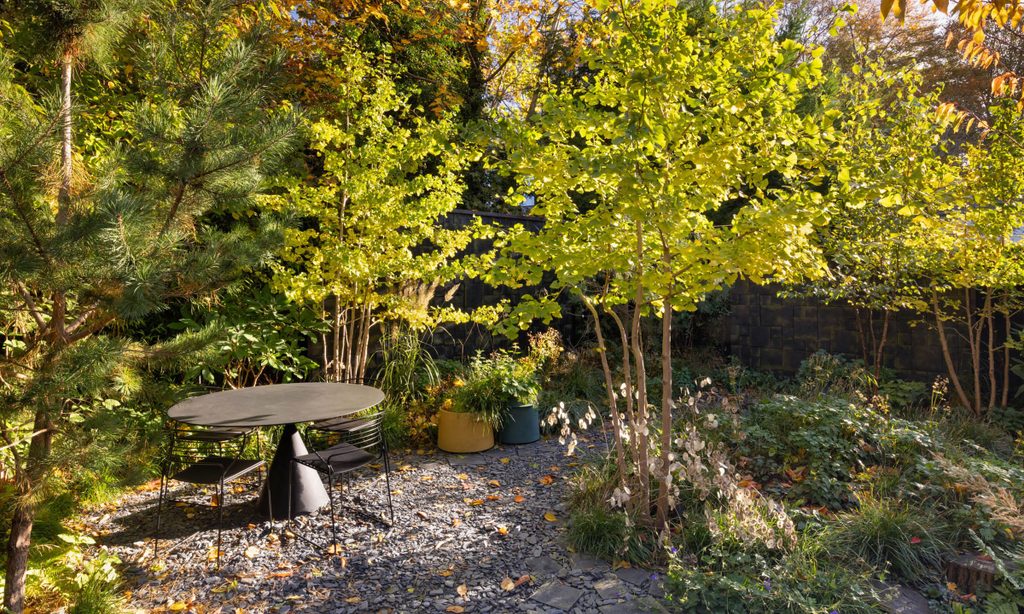 Edgy Woodland Wonderland in Autumn — garden by Shoots & Leaves, photograph 10