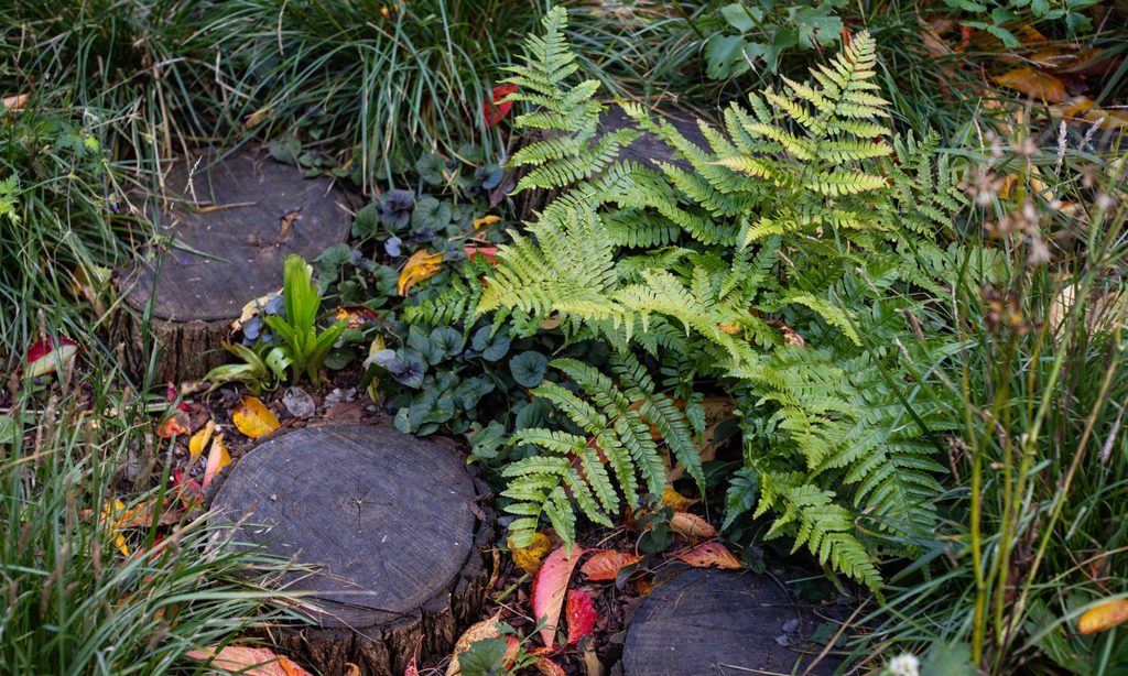 Edgy Woodland Wonderland in Autumn — garden by Shoots & Leaves, photograph 11