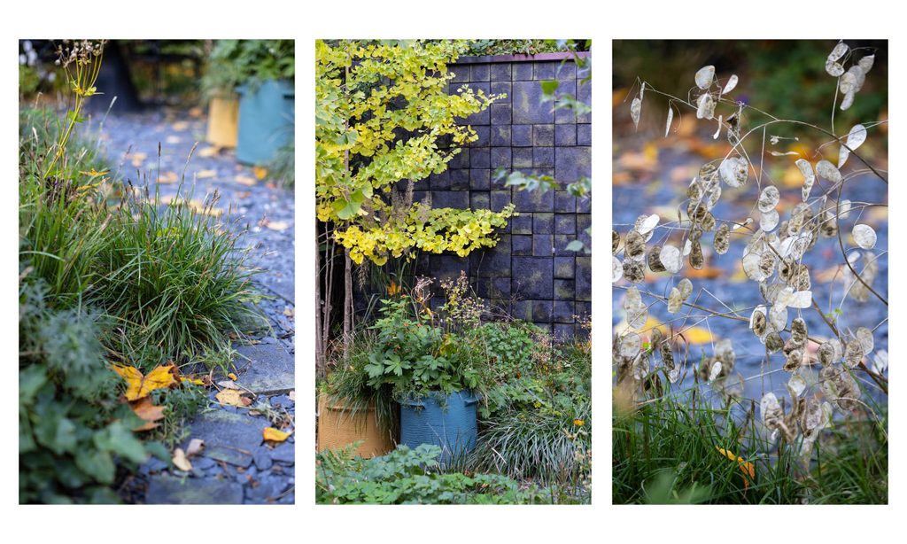 Edgy Woodland Wonderland in Autumn — garden by Shoots & Leaves, photograph 12