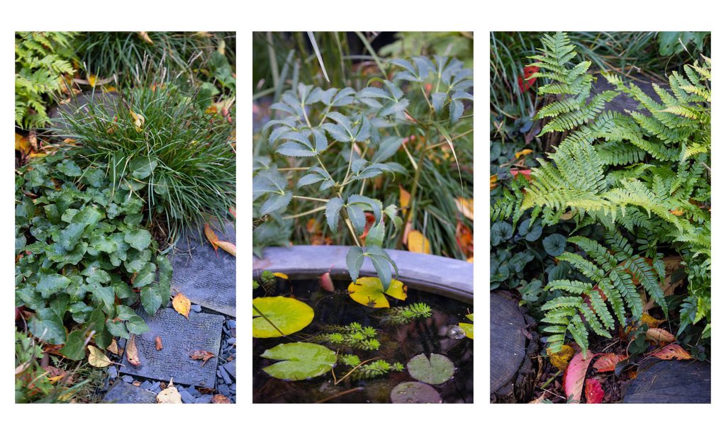 Edgy Woodland Wonderland in Autumn — garden by Shoots & Leaves, photograph 9