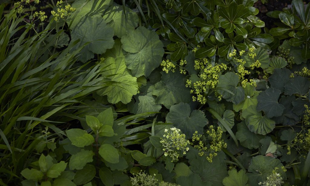 Cool and Calm in North London — garden by Shoots & Leaves, photograph 9