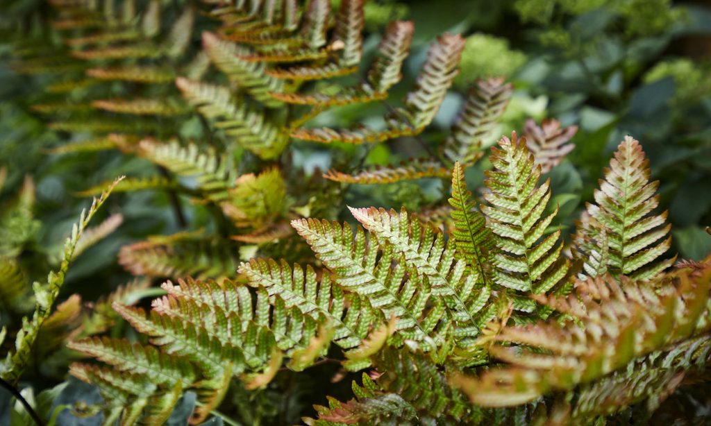Cool and Calm in North London — garden by Shoots & Leaves, photograph 11