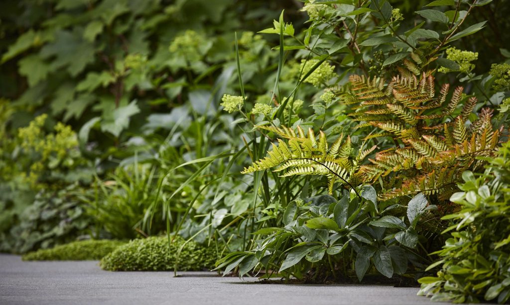 Cool and Calm in North London — garden by Shoots & Leaves, photograph 13