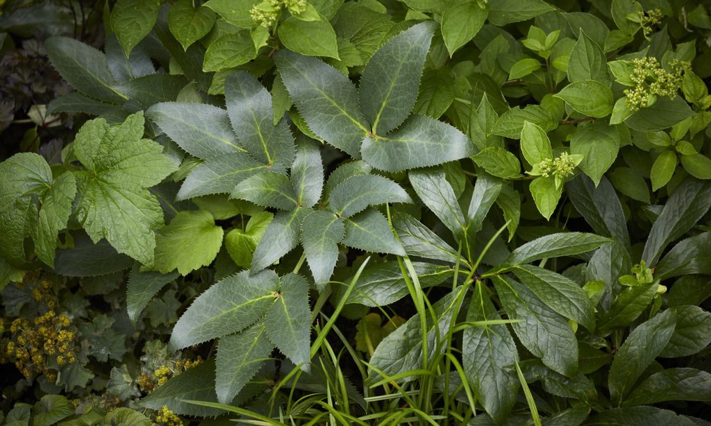 Cool and Calm in North London — garden by Shoots & Leaves, photograph 14