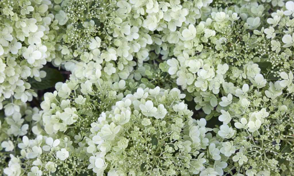 Cool and Calm in North London — garden by Shoots & Leaves, photograph 6