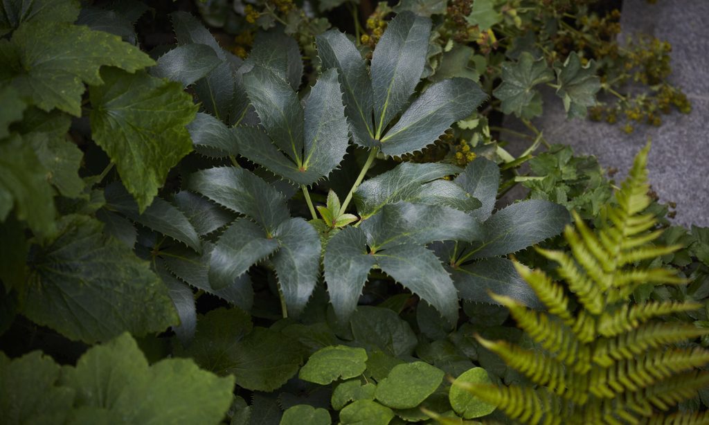 Cool and Calm in North London — garden by Shoots & Leaves, photograph 7