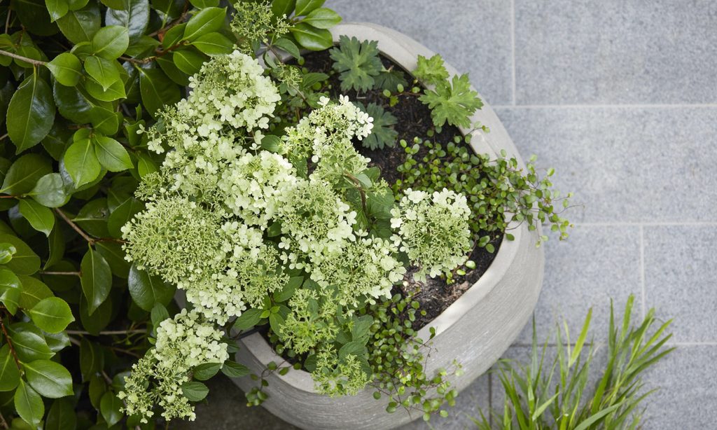 Cool and Calm in North London — garden by Shoots & Leaves, photograph 8