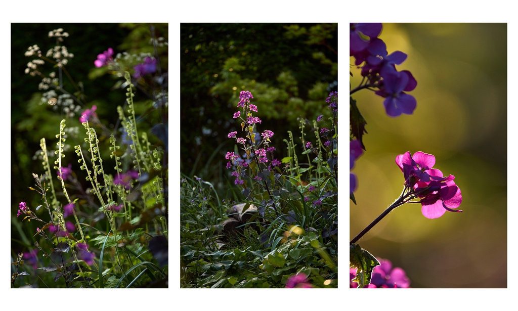 The Photographer’s Garden — garden by Shoots & Leaves, photograph 13