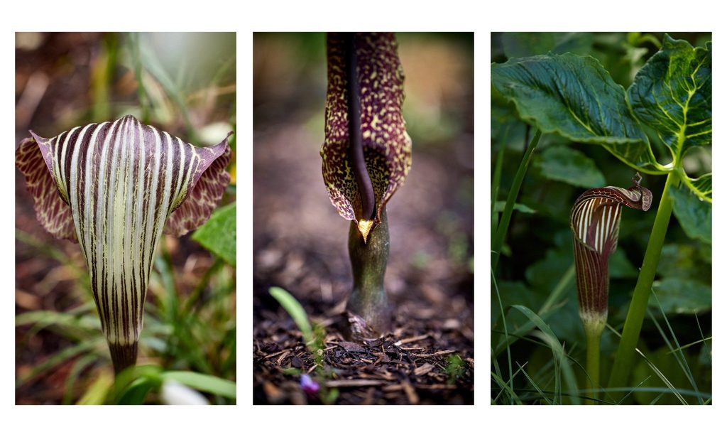 The Photographer’s Garden — garden by Shoots & Leaves, photograph 16