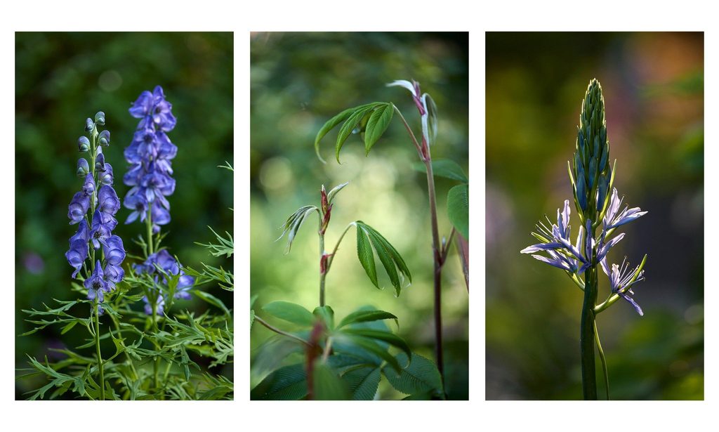 The Photographer’s Garden — garden by Shoots & Leaves, photograph 20