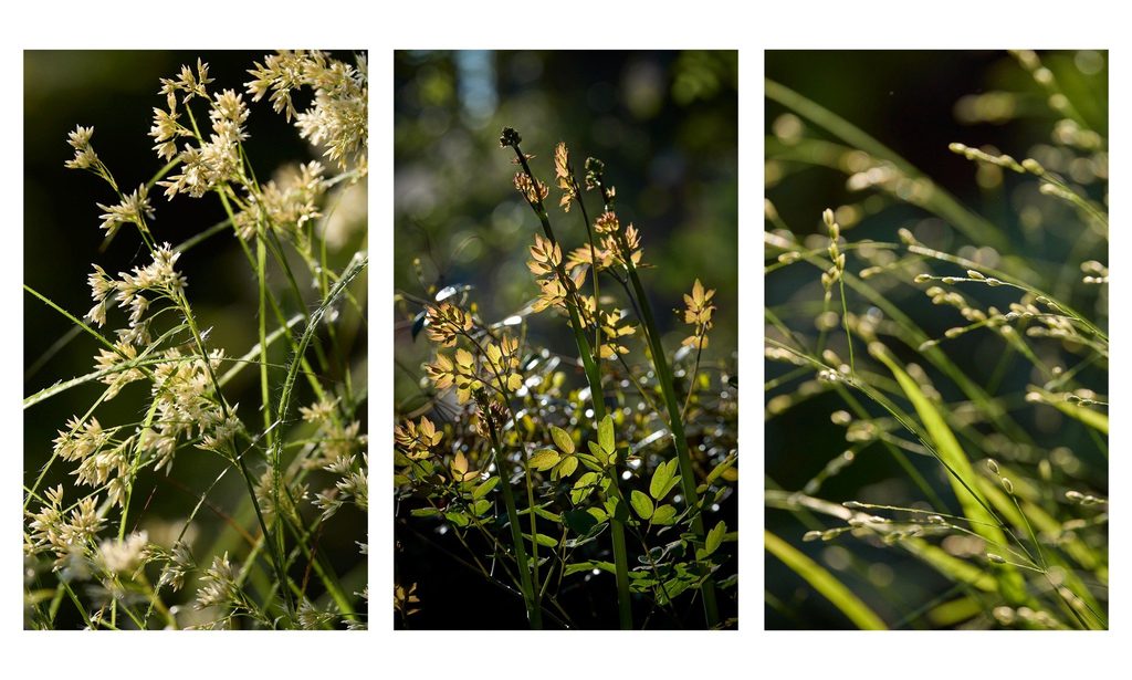 The Photographer’s Garden — garden by Shoots & Leaves, photograph 22