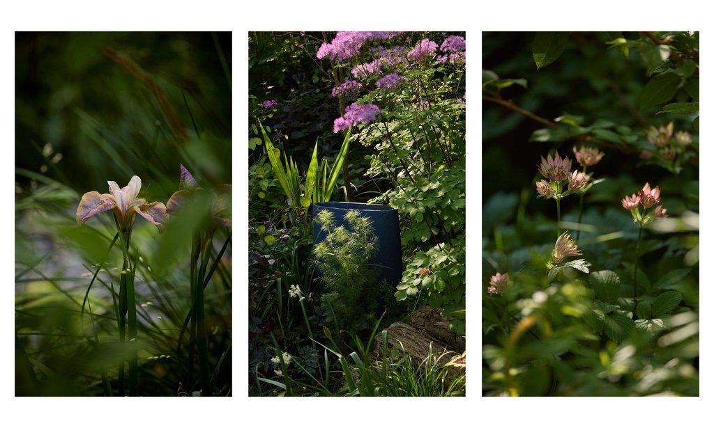 The Photographer’s Garden — garden by Shoots & Leaves, photograph 8