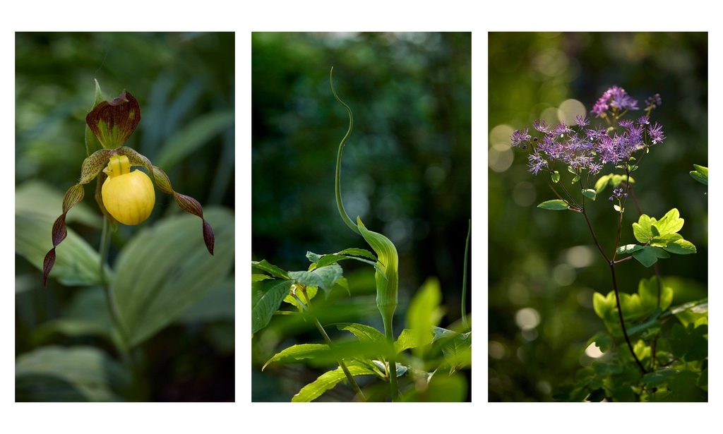 The Photographer’s Garden — garden by Shoots & Leaves, photograph 10