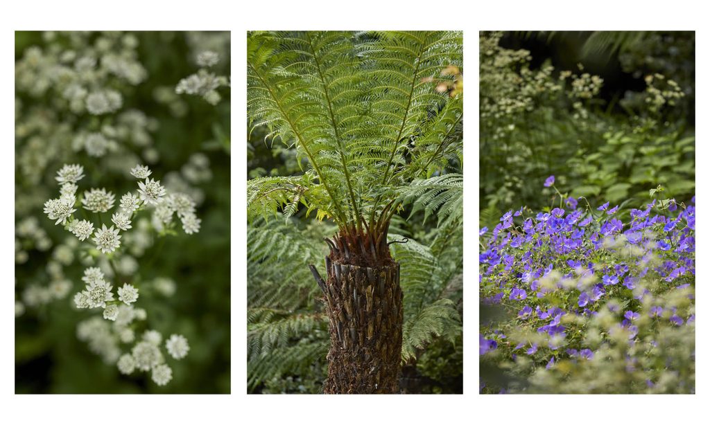 A sense of discovery — garden by Shoots & Leaves, photograph 6