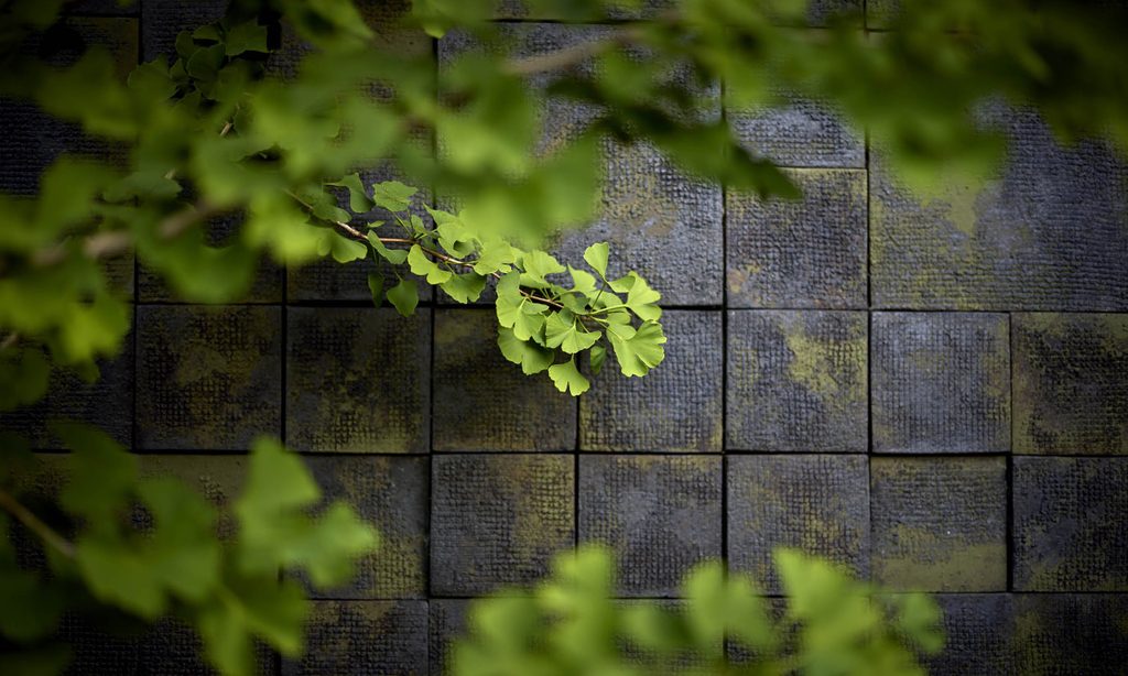 Edgy Woodland Wonderland in Summer — garden by Shoots & Leaves, photograph 2