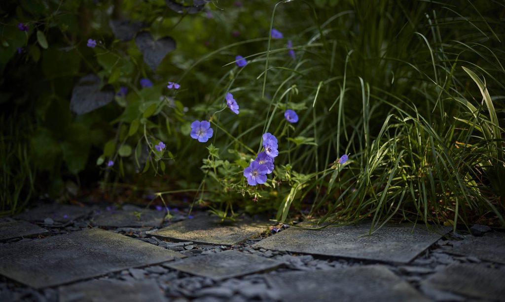Edgy Woodland Wonderland in Summer — garden by Shoots & Leaves, photograph 12