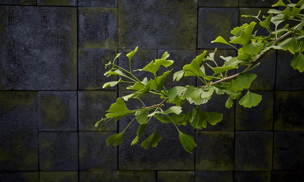 Edgy Woodland Wonderland in Summer — garden by Shoots & Leaves, photograph 18