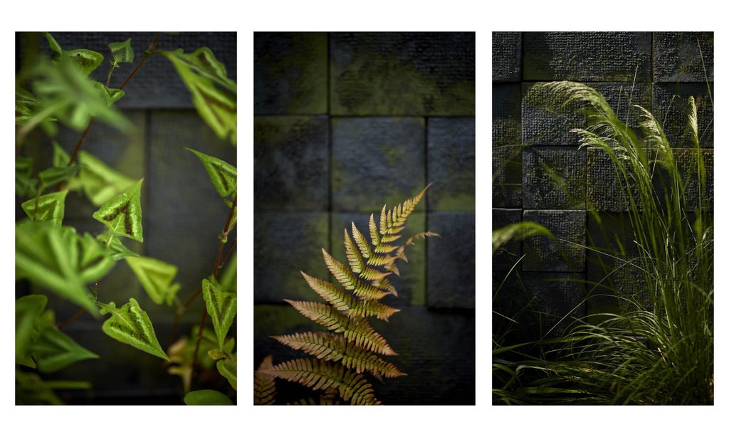 Edgy Woodland Wonderland in Summer — garden by Shoots & Leaves, photograph 6
