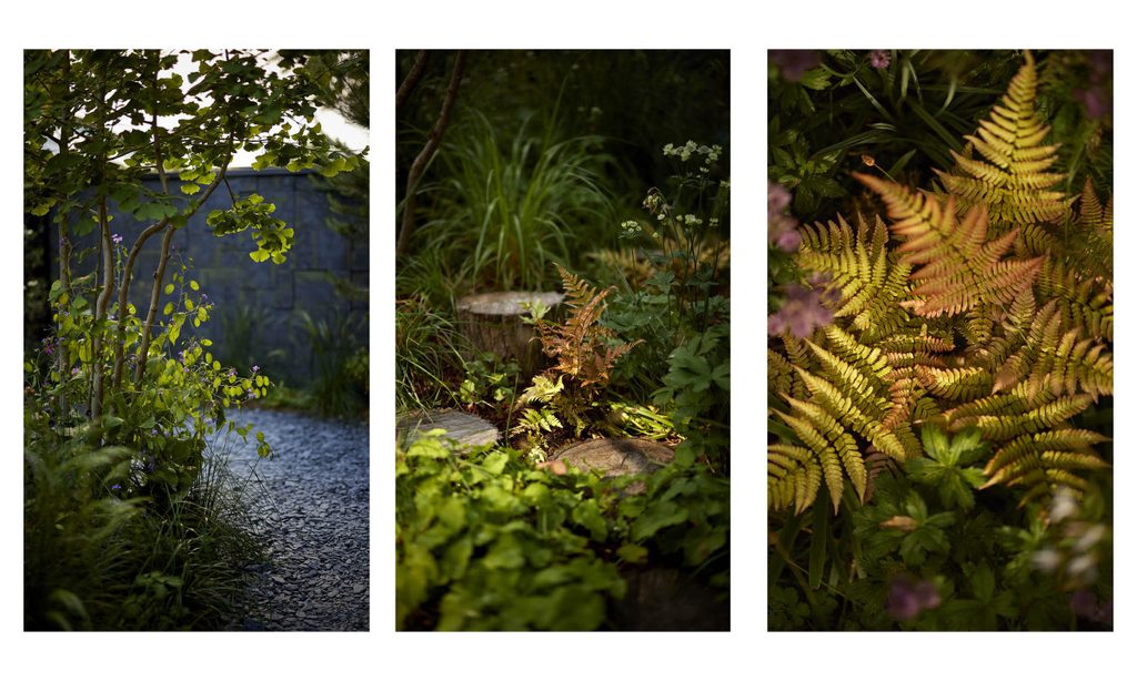 Edgy Woodland Wonderland in Summer — garden by Shoots & Leaves, photograph 10