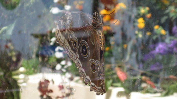 RHS Hampton Court Flower Show 2012 — garden by Shoots & Leaves, photograph 7